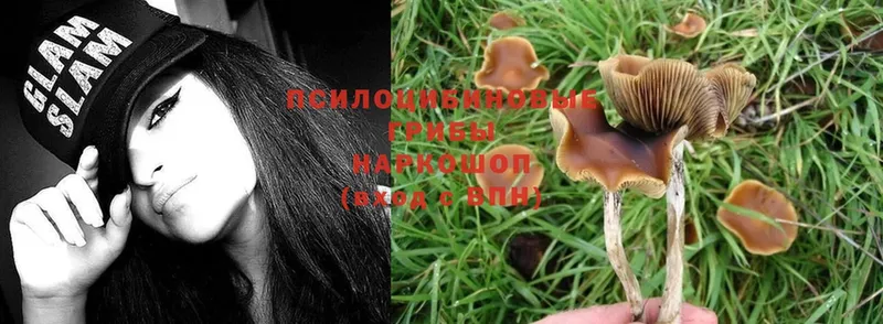 Псилоцибиновые грибы Psilocybe  Вичуга 